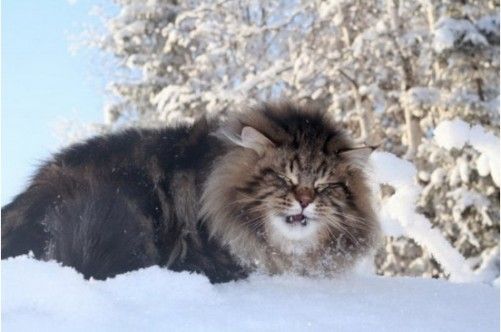 霸气的西伯利亚猫