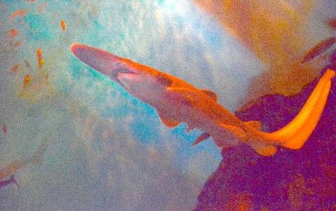活化石精灵鲨在日本横滨水族馆与游客见面_新