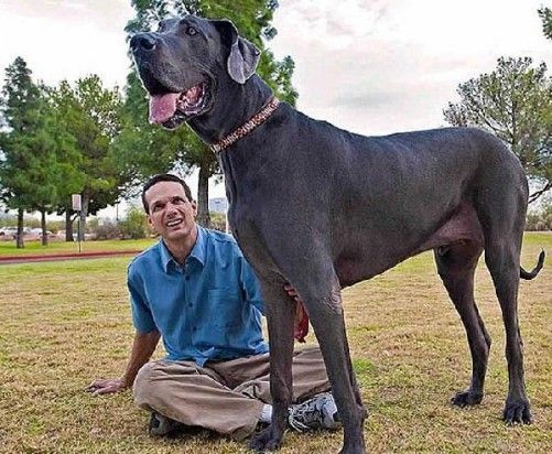 巨型\汪星人\乔治+世界上最高的狗(组图)