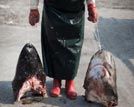 中国最大鲨鱼加工基地蒲岐