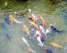 福建鲤鱼溪流传八百多年的鱼葬习俗