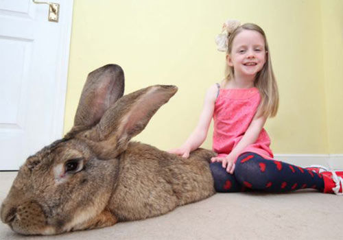 世界最大兔子体长逾1米重45斤(组图)