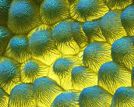 显微照片展示超现实鲜花细节 似外星地貌
