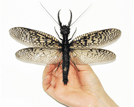 四川现世界最大水栖昆虫 最大翅展达21厘米
