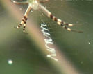 青岛北岭山蜘蛛自学外语 吐丝织出英文字母