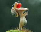 两只蜗牛爬蘑菇抢水果 萌翻众人