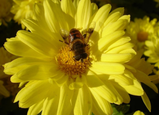 春季赏花正当时 如何谨防花粉过敏